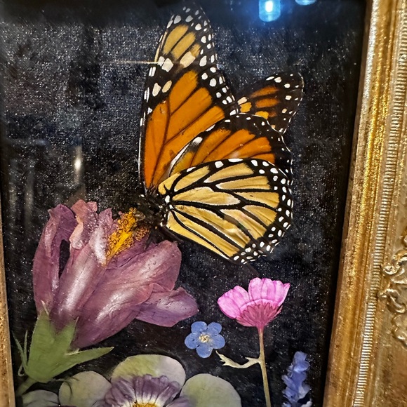 Unique Rare Pressed Flowers and Genuine Butterfly taxonomy Floral Art. - Picture 4 of 12